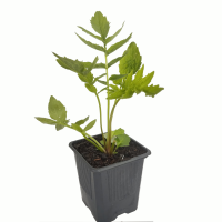 valeriana M9(R)